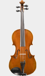 Viola